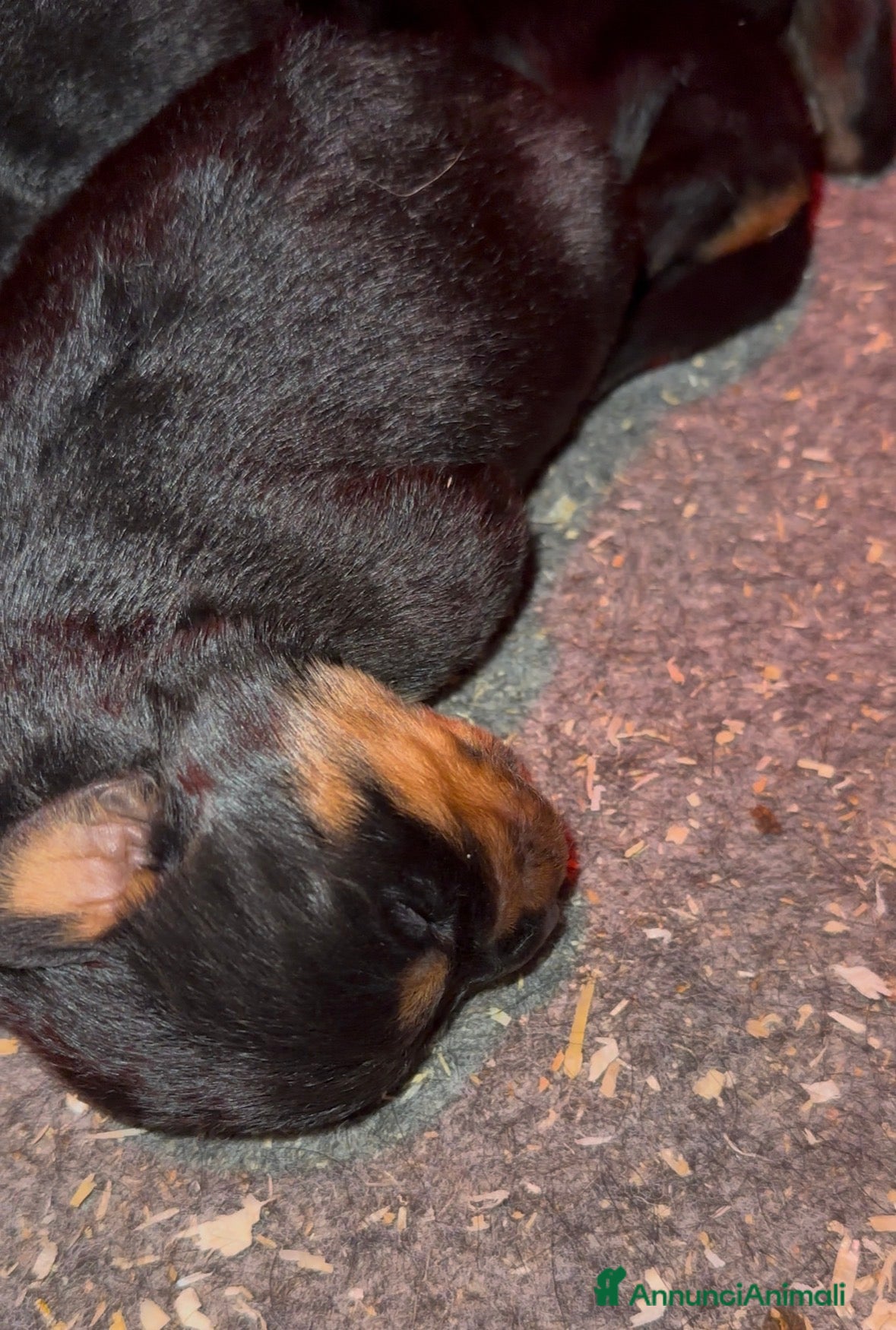 Rottweiler cani Cuccioli di rottweiler - Annuncio 2