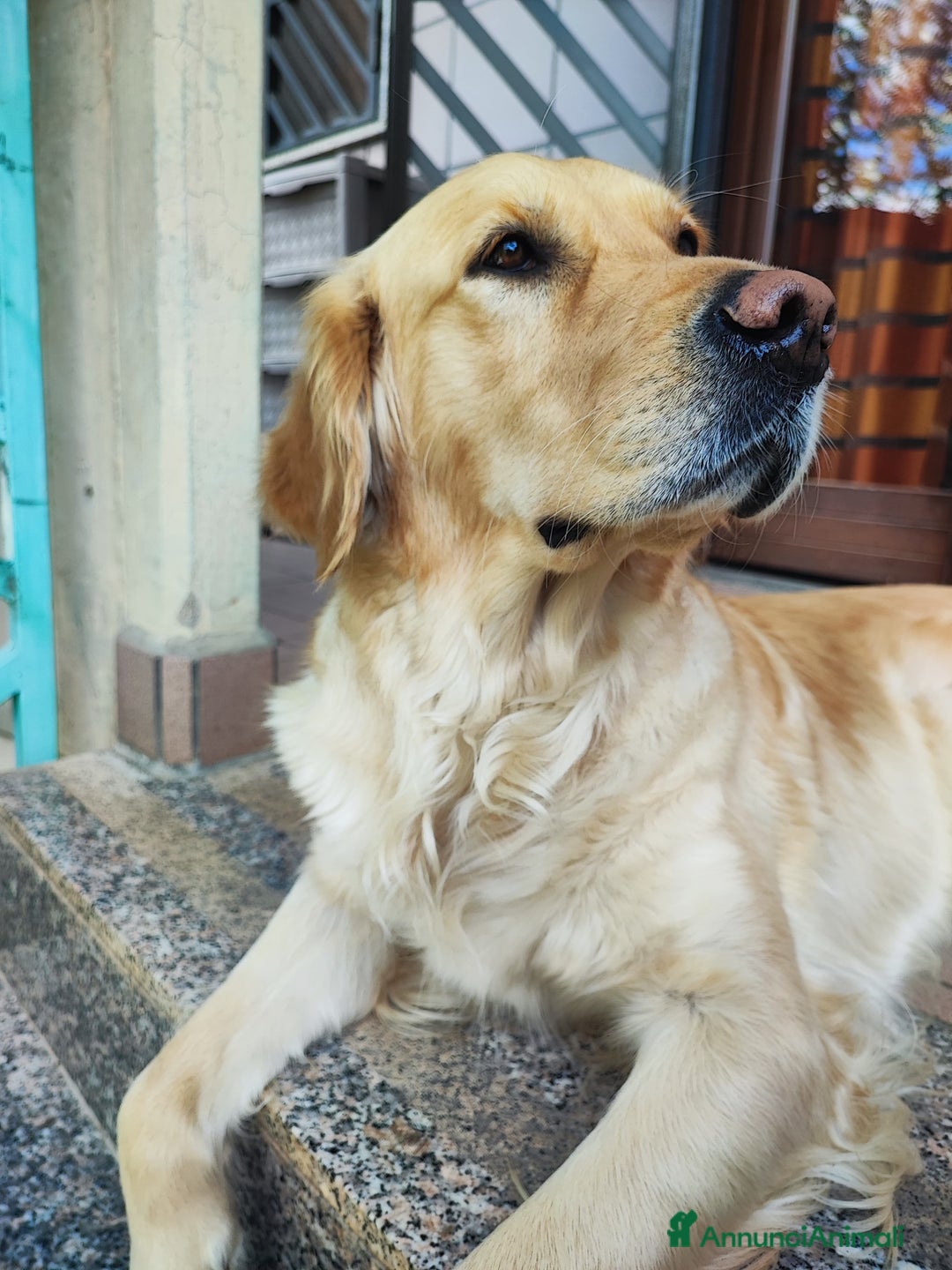 Golden Retriever cani in vendita: Cucciole di Golden Retriever - Annuncio 20