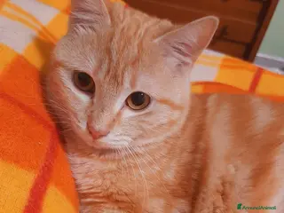 Europeo gatti MELINDA DOLCISSIMA MICINA ARANCIO - Annuncio 4