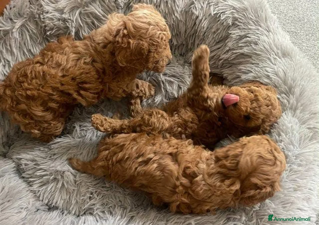 Barboncino Toy cani in vendita: Tre adorabili barboncini toy - Annuncio 4