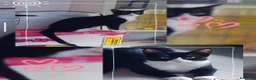 Meticcio gatti in regalo: Kitty quasi 5mesi le manca 1piedinoSOS CASA MILANO - Annuncio 4