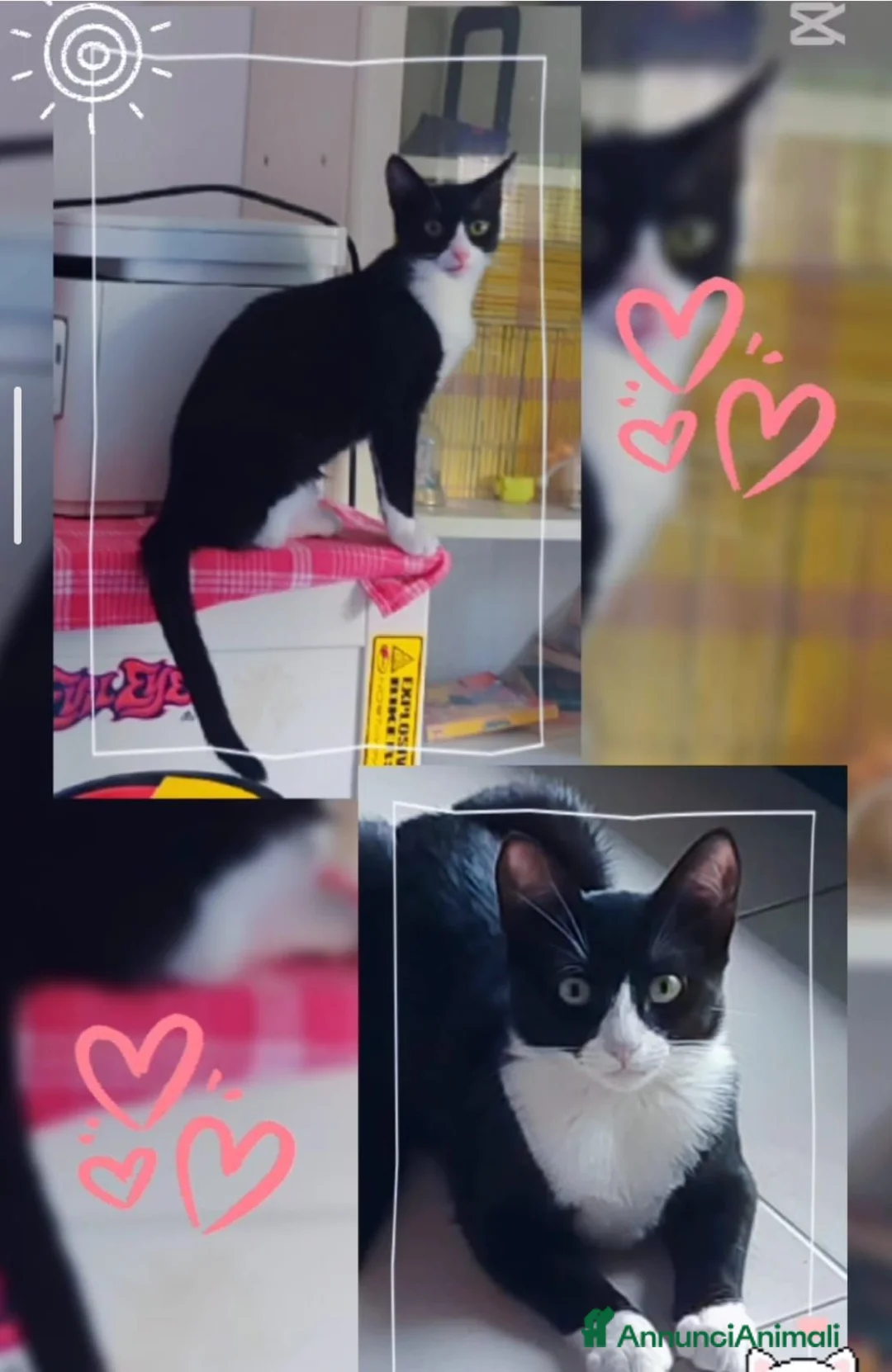 Meticcio gatti in regalo: Kitty quasi 5mesi le manca 1piedinoSOS CASA MILANO - Annuncio 4