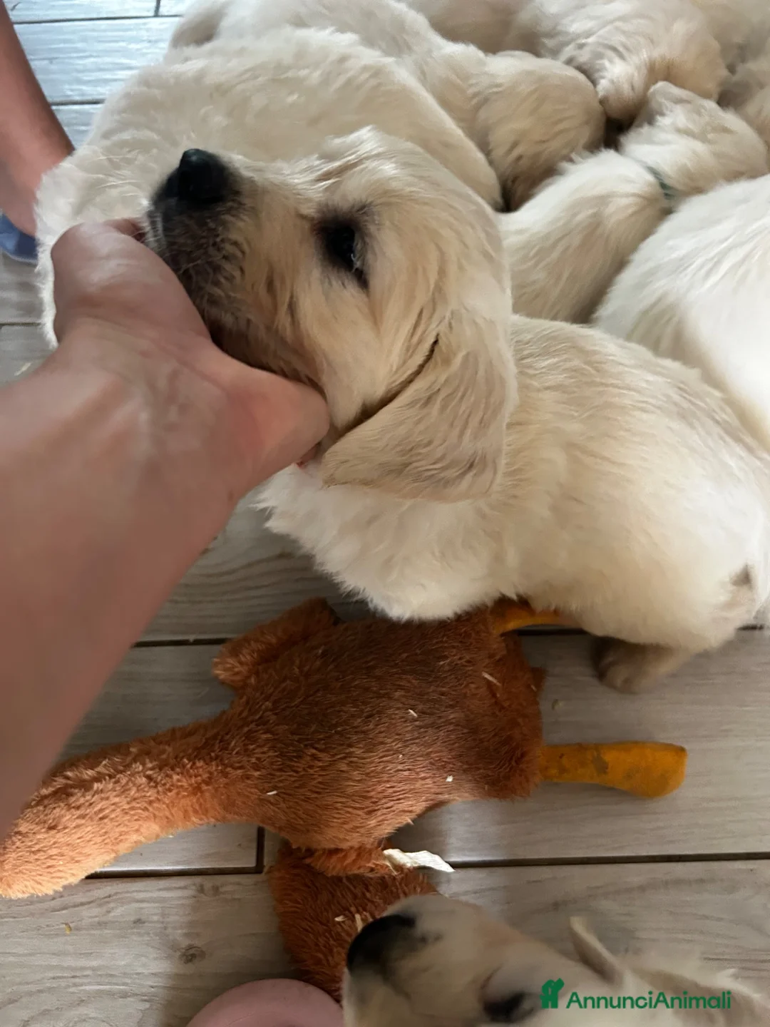 Golden Retriever cani in vendita: Cuccioli disponibili - Golden retriever - Annuncio 2