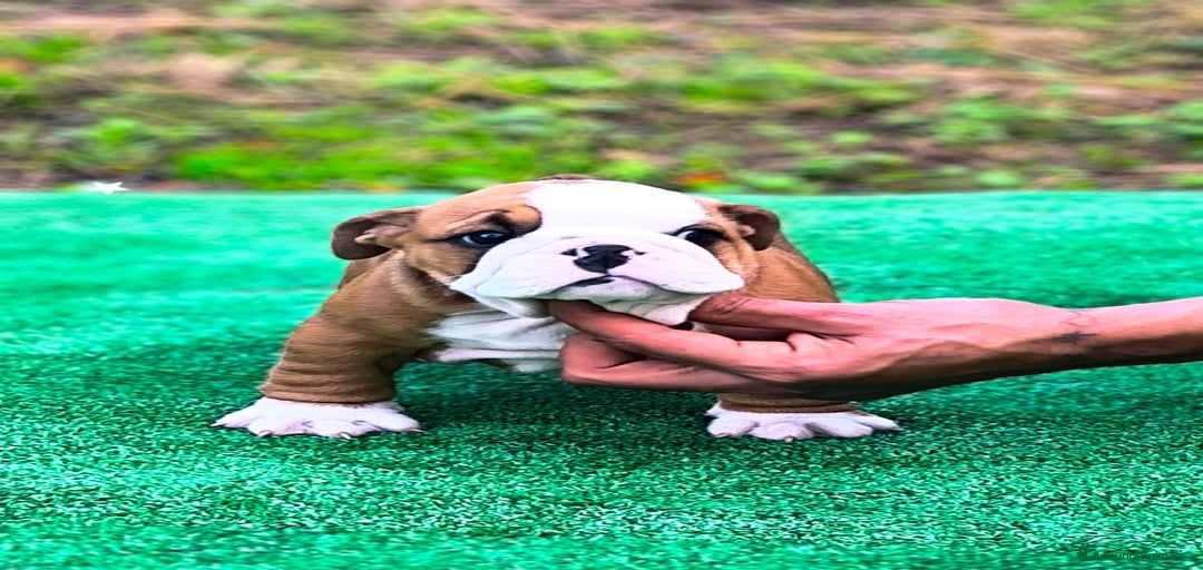 Immagine della galleria {{count}}