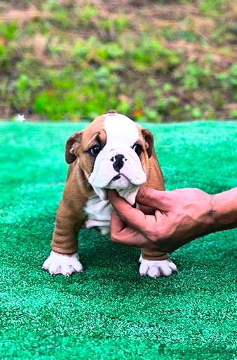 Immagine della galleria {{count}}