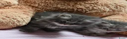 Siberiano gatti in vendita: Cuccioli di gatto siberiano  - Annuncio 5