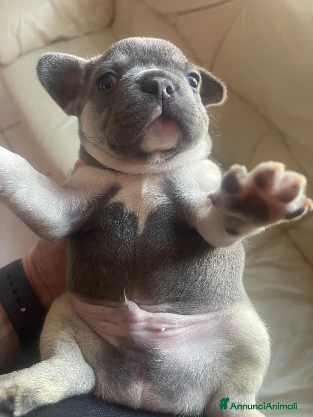 Bulldog Francese cani in vendita: Bulldog francese maschio  - Annuncio 2