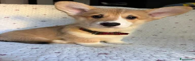 Corgi Pembroke 1