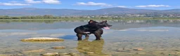 Meticcio cani in regalo: Regalo cane  a Provincia di Lecco - Annuncio 1