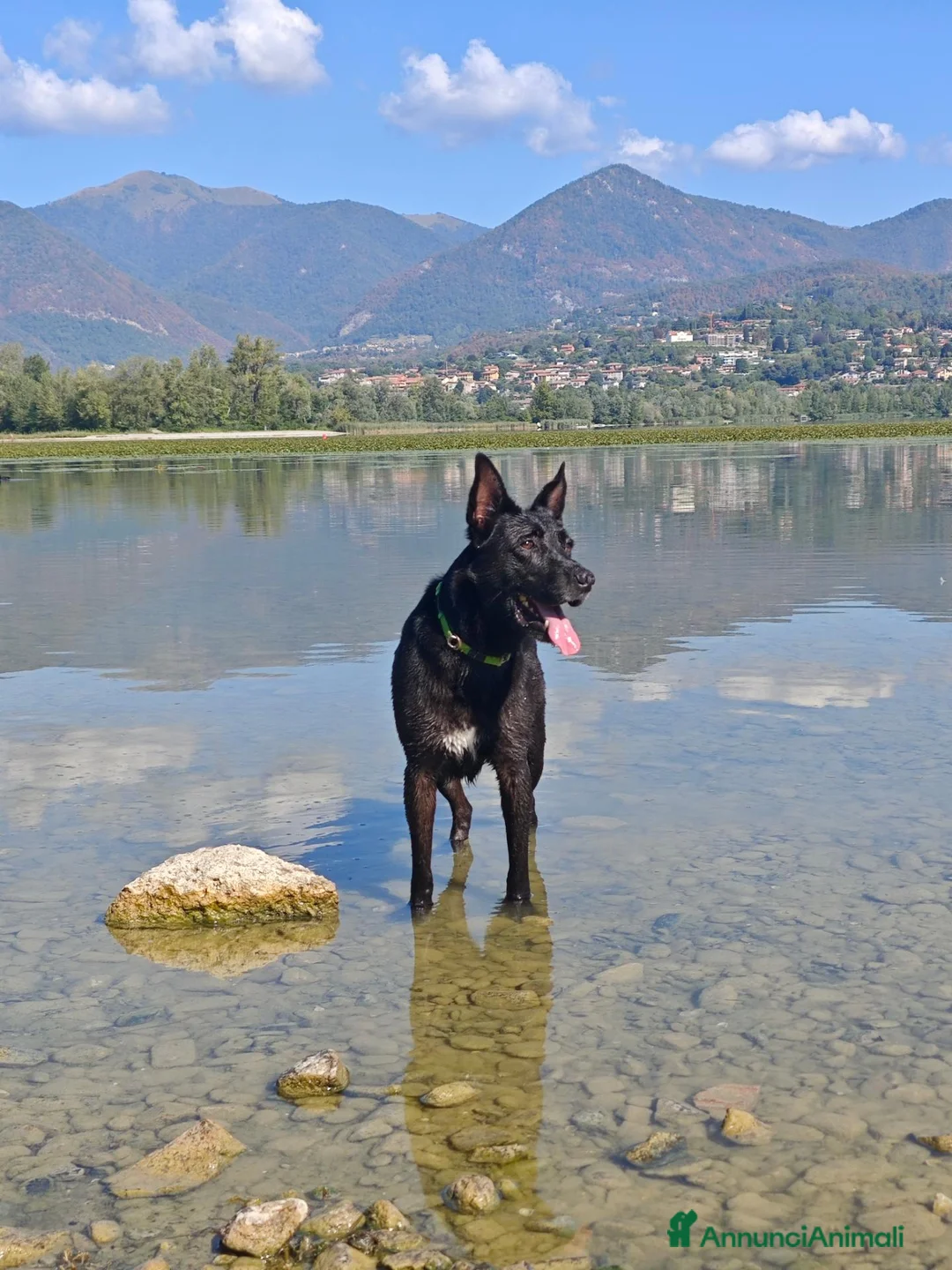 Meticcio cani in regalo: Regalo cane  a Provincia di Lecco - Annuncio 1