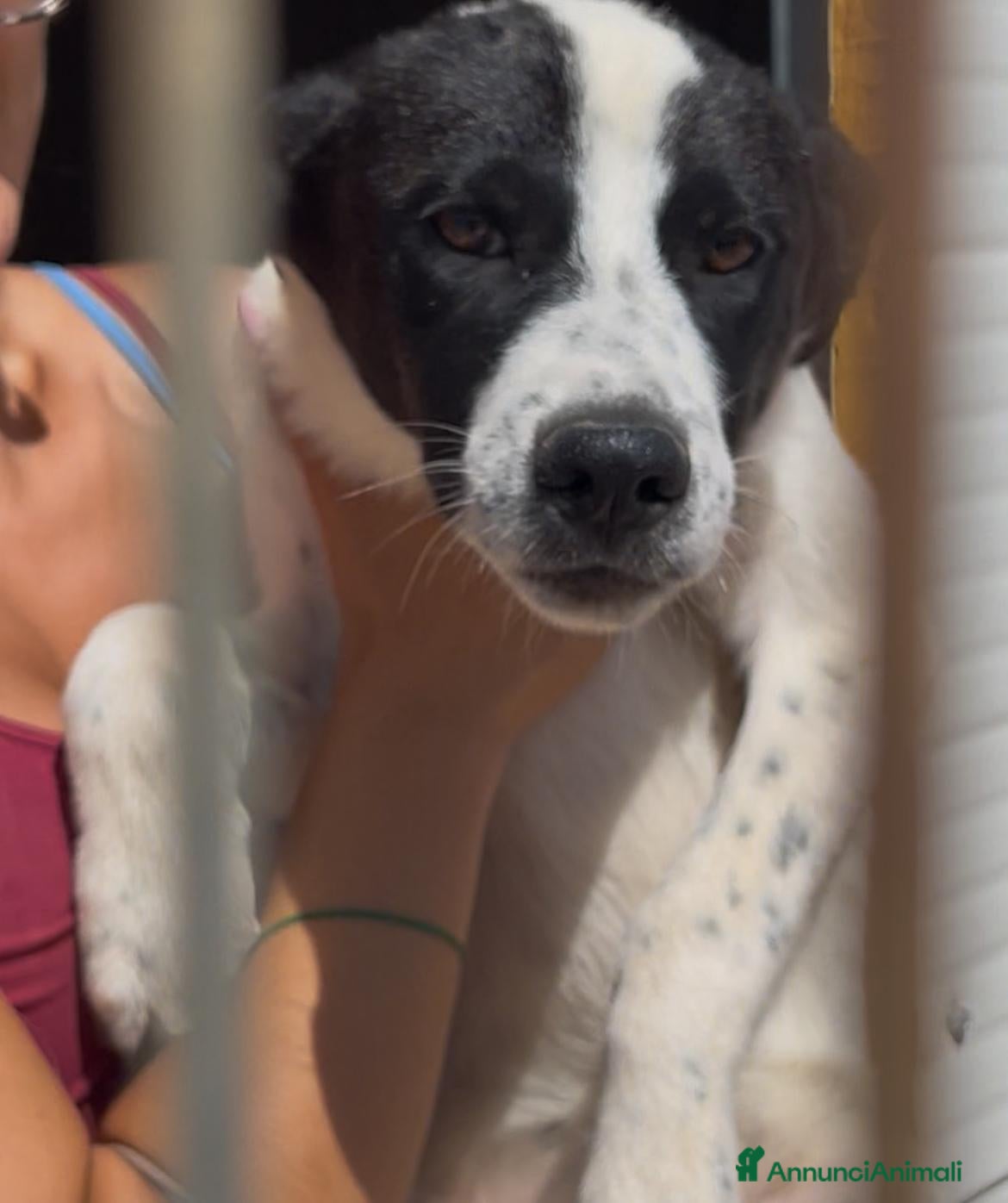 Meticcio cani 3cuccioli di 6mesi NESSUNA RICHIESTA X LORO.BARI - Annuncio 10