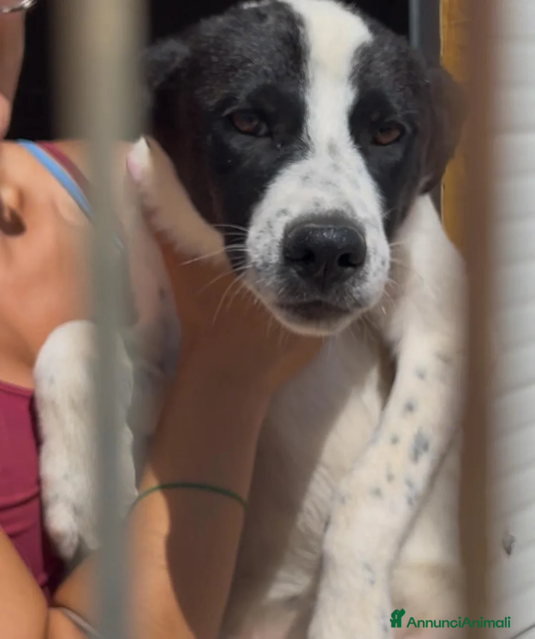 Meticcio cani in regalo: 3cuccioli di 6mesi NESSUNA RICHIESTA X LORO.BARI - Annuncio 1