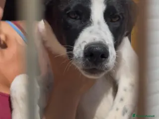 Meticcio cani 3cuccioli di 6mesi NESSUNA RICHIESTA X LORO.BARI - Annuncio 5