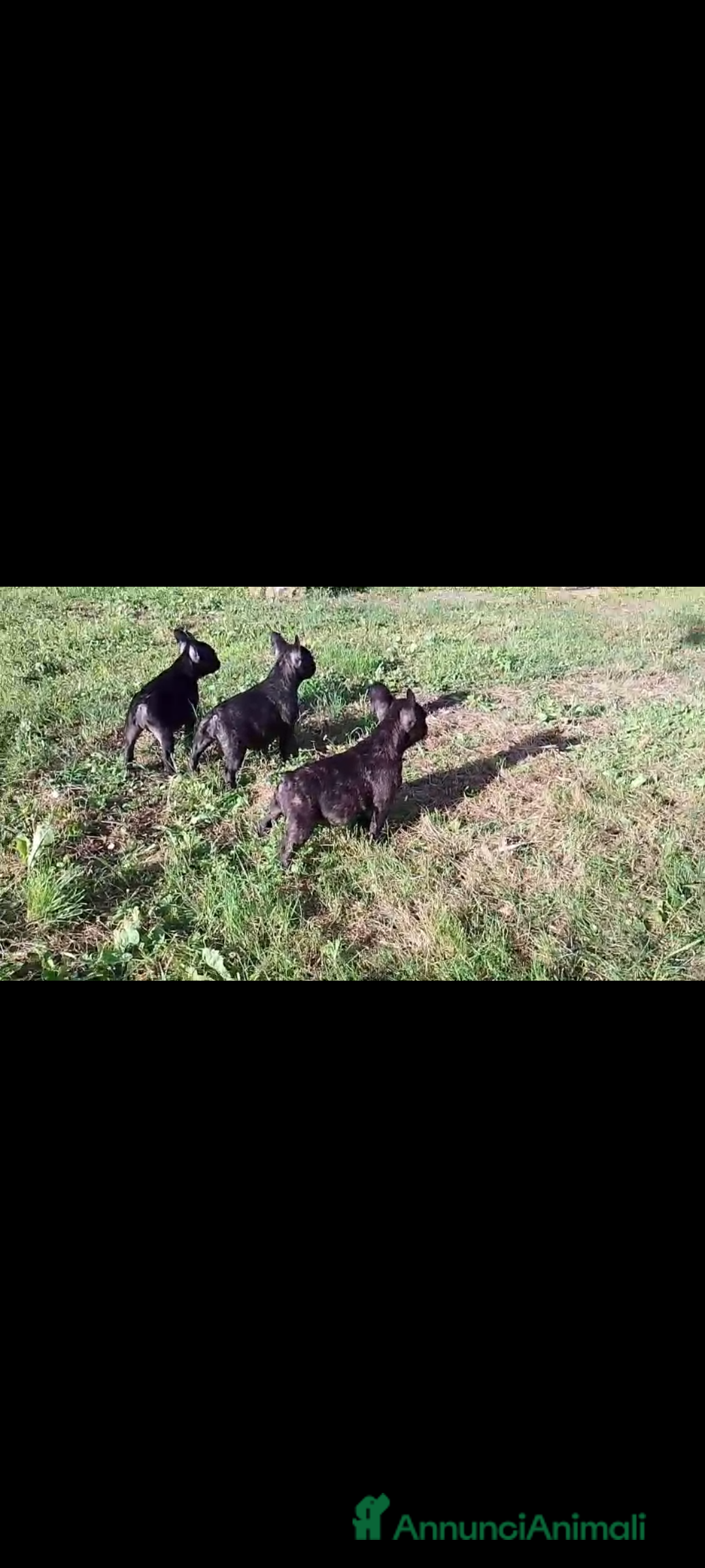 Bulldog Francese cani in vendita: Bellissimi cuccioli di bouledogue francese  a Provincia di Massa e Carrara - Immagine 3