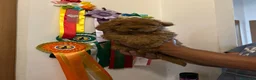 Barboncino Toy cani in vendita: Barboncino toy  - Annuncio 5