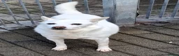 Meticcio cani in regalo: FOX CERCA CASA - Annuncio 7