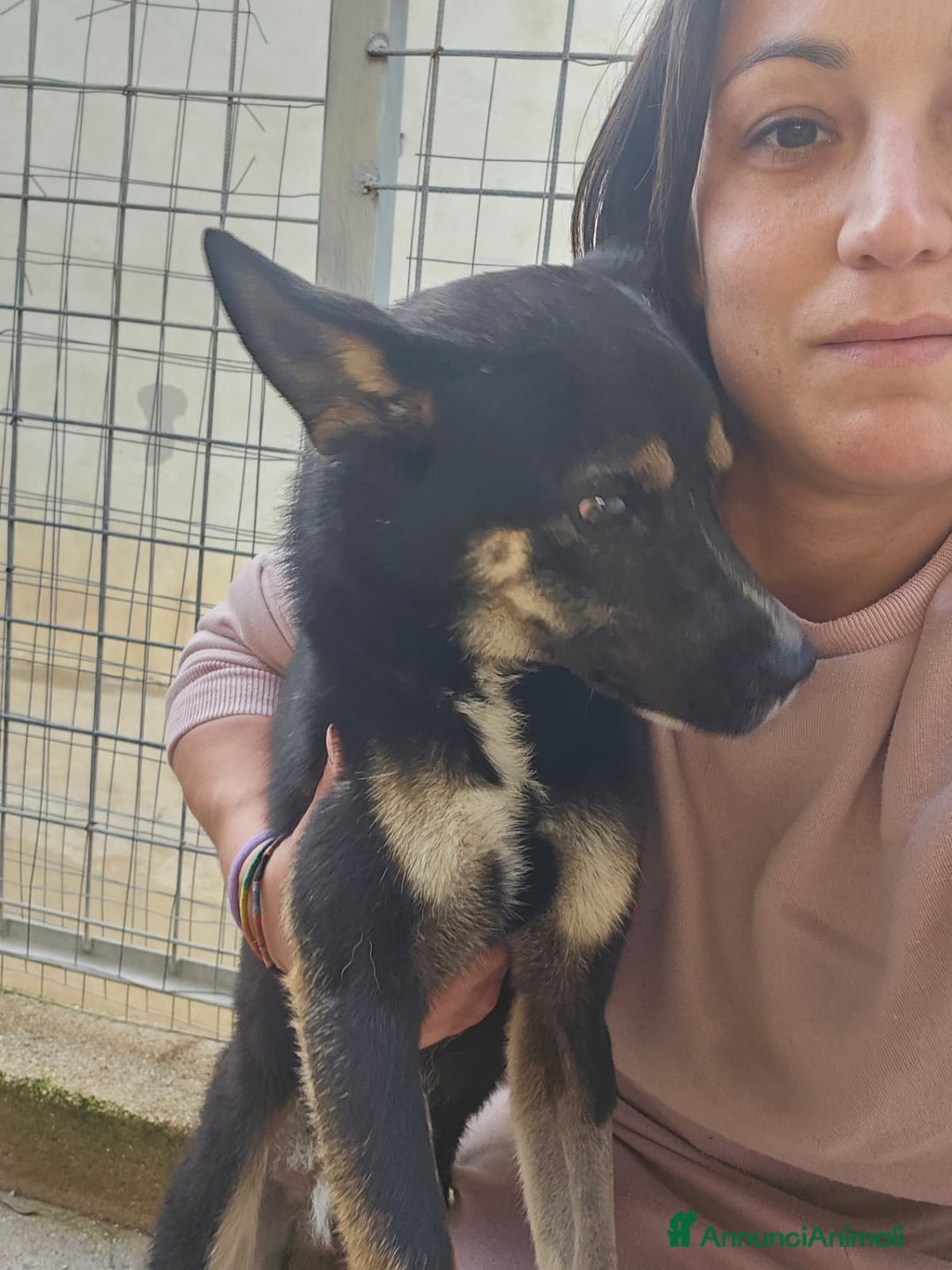 Meticcio cani in regalo: Nadir: lupetto taglia piccola socievole coccolone  - Annuncio 1