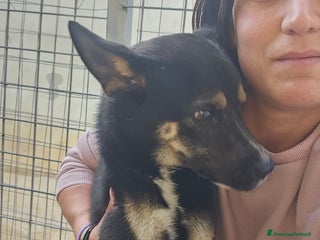 Meticcio cani Nadir: lupetto taglia piccola socievole coccolone - Annuncio 9