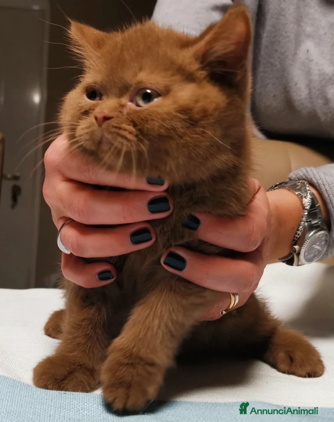 Immagine della galleria {{count}}