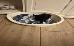 Barboncino Toy cani in vendita: Barboncini Toy - Annuncio 12