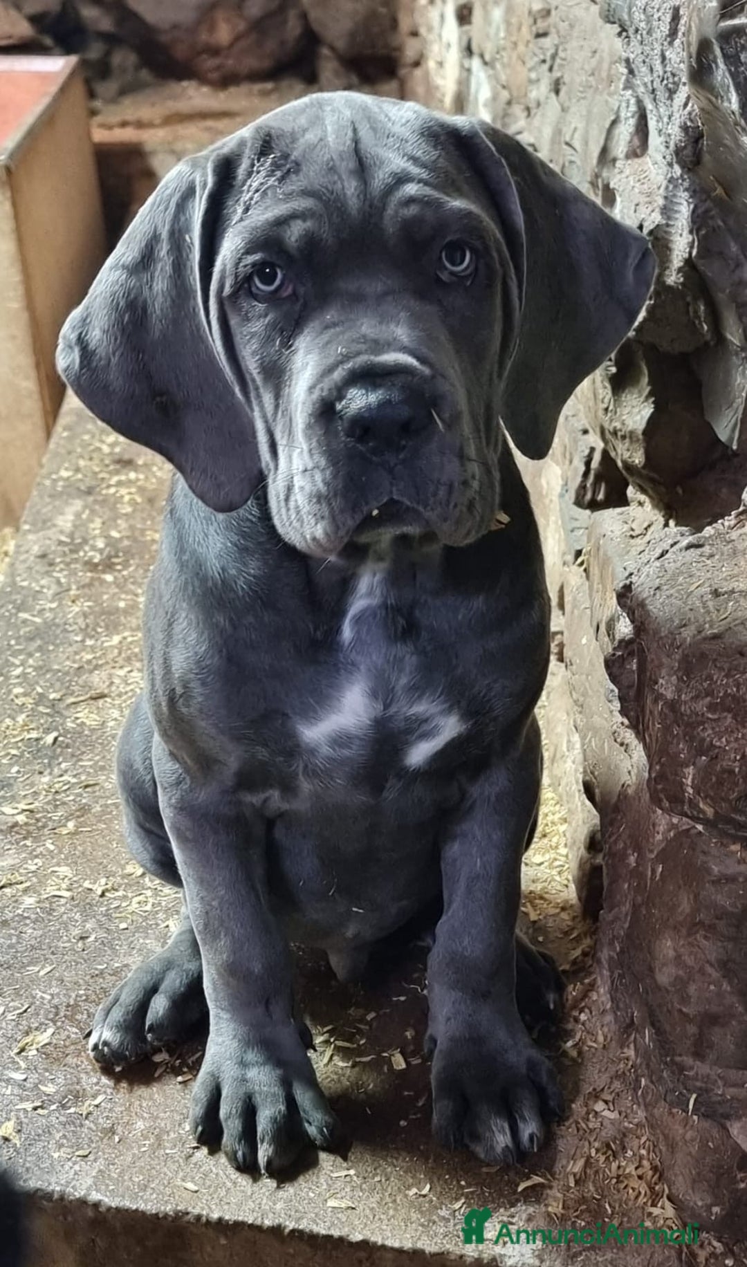 Cane Corso cani in vendita: Cuccioli di cane corso - Annuncio 5
