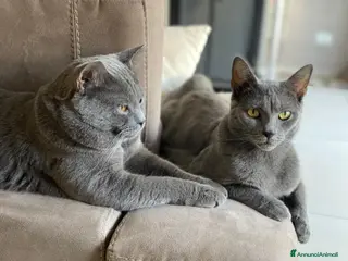 Certosino gatti Splendidi cuccioli di Certosino con pedigree - Annuncio 2