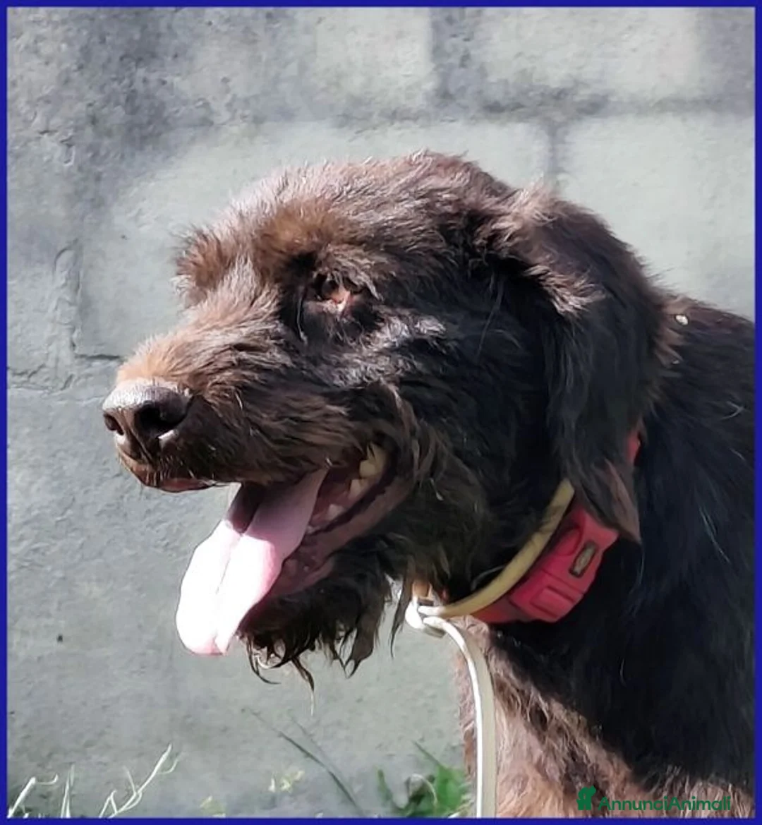 Meticcio cani in regalo: SPELACCHIO merita una vita serena - Annuncio 7