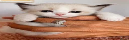 Ragdoll gatti in vendita: Ragdoll cuccioli con Pedigree - Annuncio 2