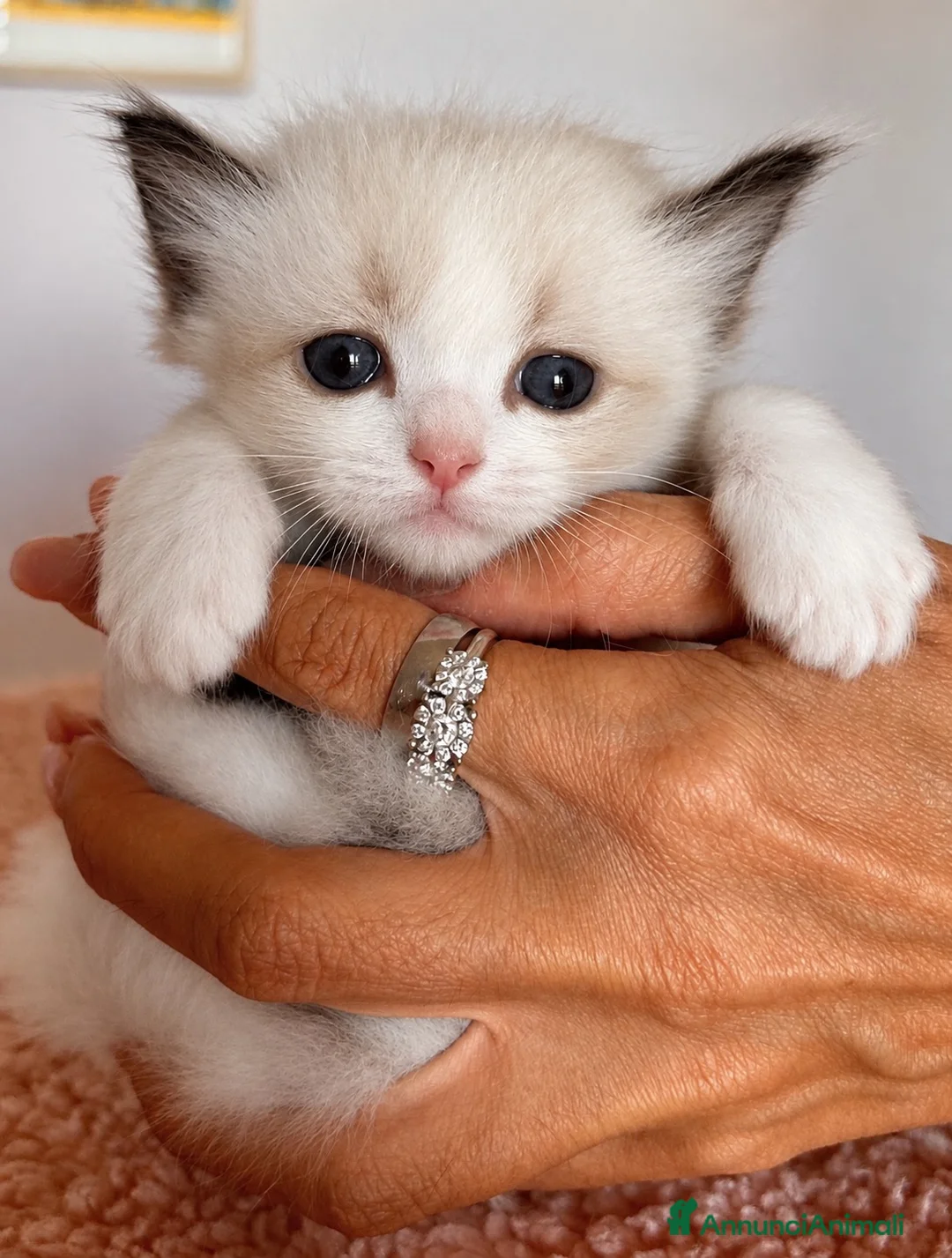 Ragdoll gatti in vendita: Ragdoll cuccioli con Pedigree - Annuncio 2