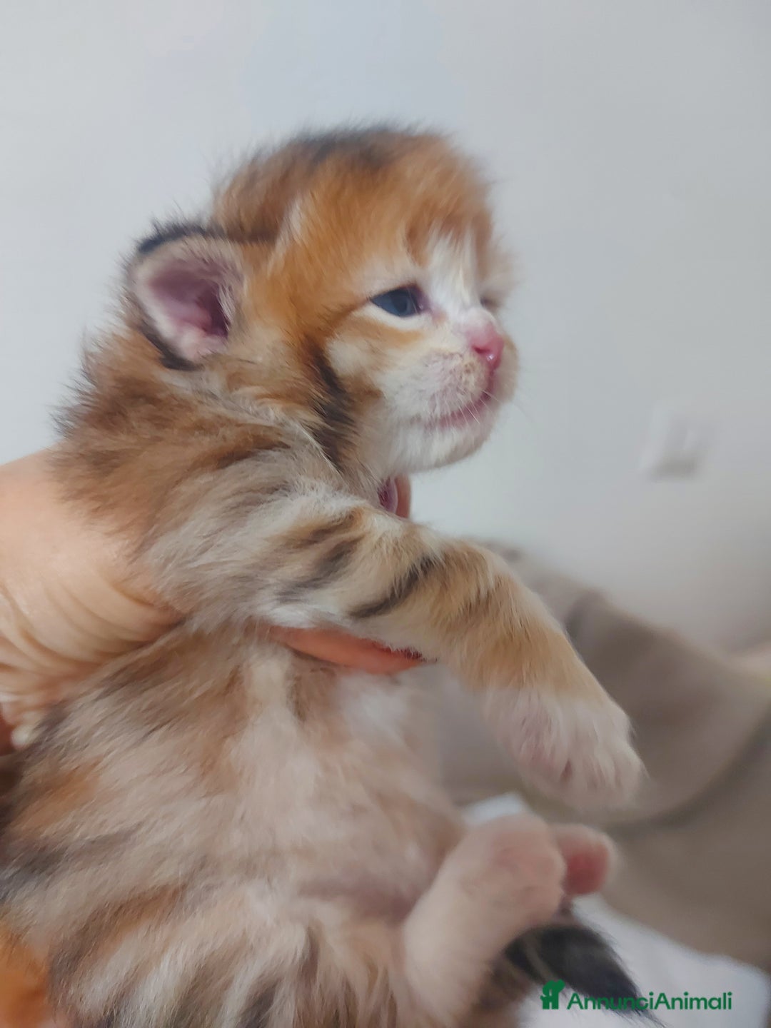 Siberiano gatti in vendita: Cuccioli di gatto Siberiano Certificati  - Annuncio 17