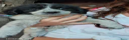 Meticcio cani in regalo: 3 mesi, 1 maschio e 2 femmine dolcissimi - Annuncio 4