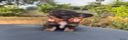 Chihuahua cani in vendita: 2 chihuahua maschi e 2 femmine pedigree enci  - Annuncio 3