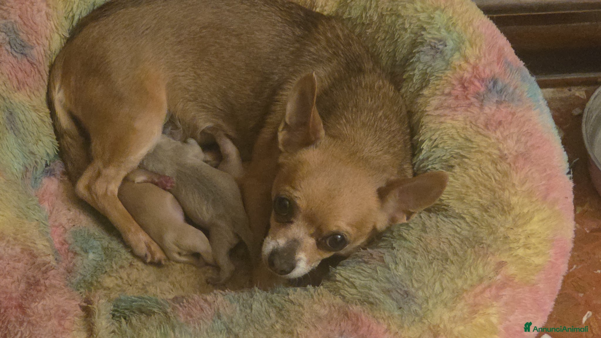 Chihuahua cani  CUCCIOLI DI CHIHUAHUA – PRENOTAZIONI APERTE 🐶 - Annuncio 5