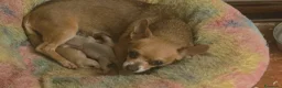 Chihuahua cani in vendita:  CUCCIOLI DI CHIHUAHUA – PRENOTAZIONI APERTE 🐶 a Provincia di Pisa - Annuncio 1