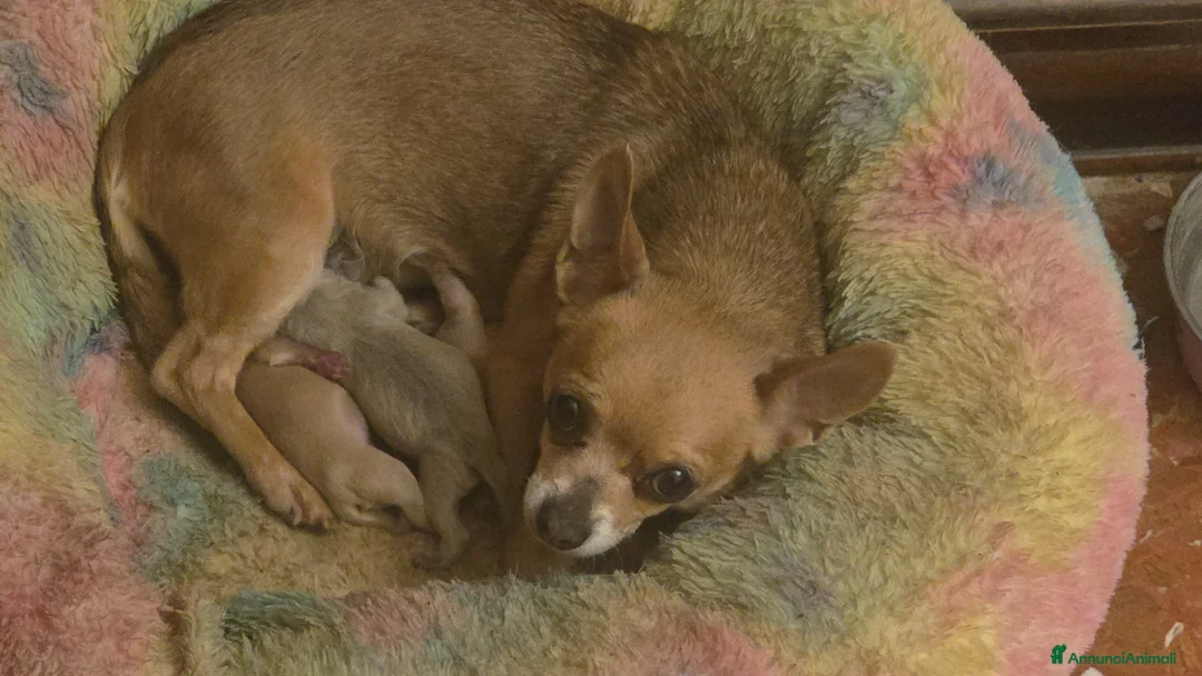 Chihuahua cani in vendita:  CUCCIOLI DI CHIHUAHUA – PRENOTAZIONI APERTE 🐶 a Provincia di Pisa - Annuncio 1