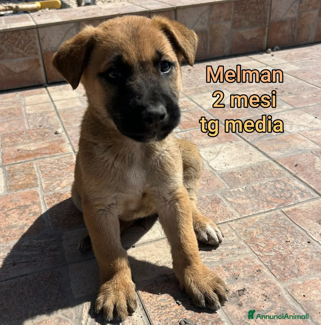 Meticcio cani in regalo: CUCCIOLI ABBANDONATI: URGENTE! a Città Metropolitana di Torino - Annuncio 1