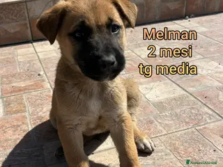 Meticcio cani CUCCIOLI ABBANDONATI: URGENTE! - Annuncio 10