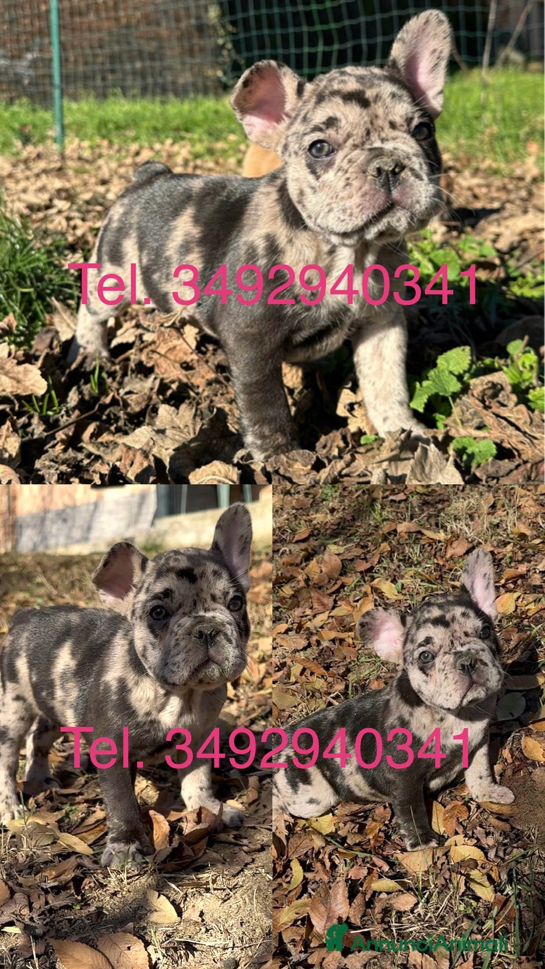 Bulldog Francese cani in vendita: Cuccioli di Bulldog Francese  - Annuncio 5