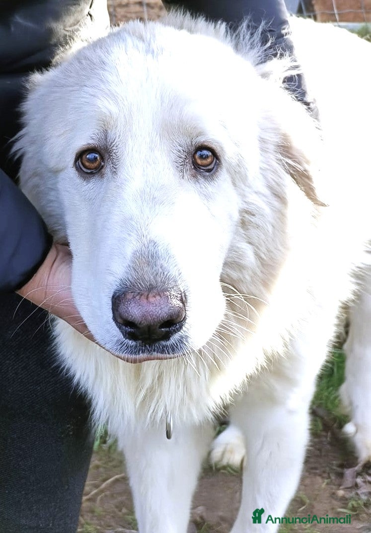 Cane da Montagna dei Pirenei cani Cucciolone Patou raggio di luna: candido e buono - Annuncio 1
