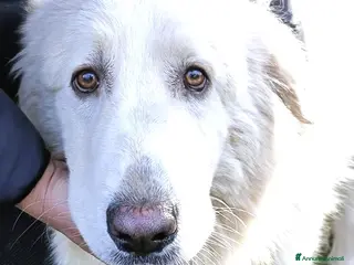 Cane da Montagna dei Pirenei cani Cucciolone Patou raggio di luna: candido e buono - Annuncio 2