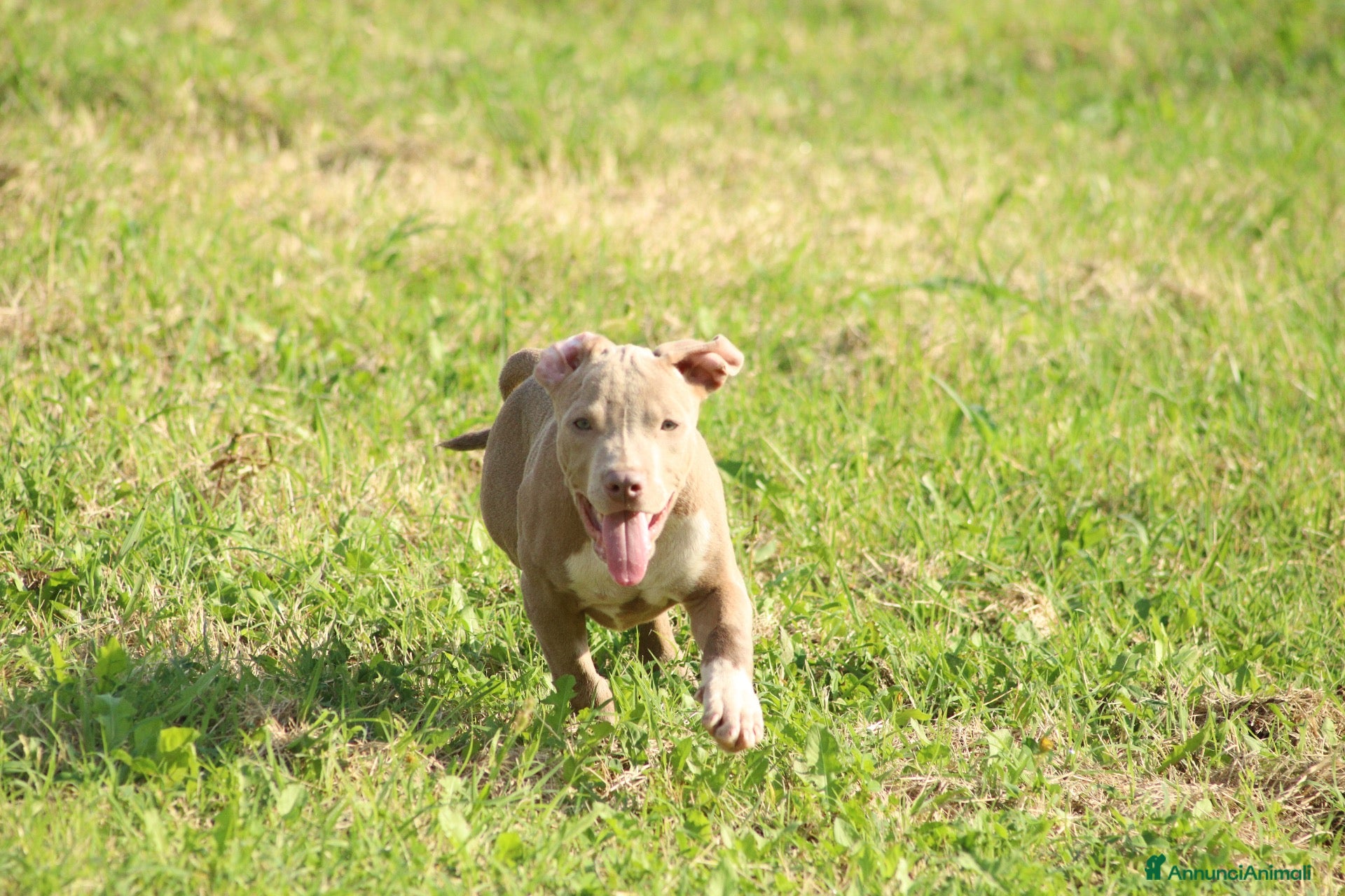 Pitbull cani Cuccioli di Pit Bull anche a rate - Annuncio 1