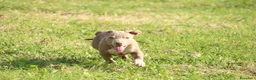 Pitbull cani in vendita: Cuccioli di Pit Bull anche a rate - Annuncio 1