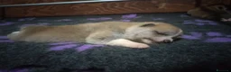 Akita Inu cani in vendita: CUCCIOLA DI AKITA DISPONIBILE  - Annuncio 2