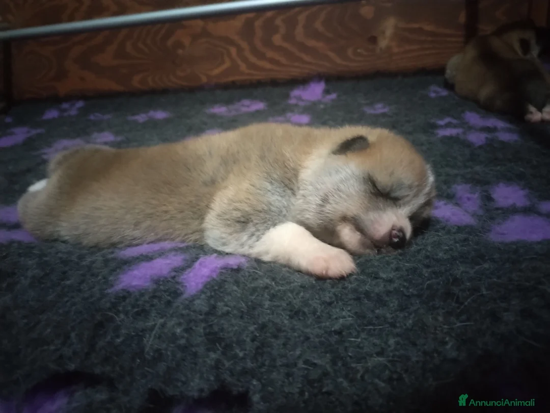 Akita Inu cani in vendita: CUCCIOLA DI AKITA DISPONIBILE  - Annuncio 2