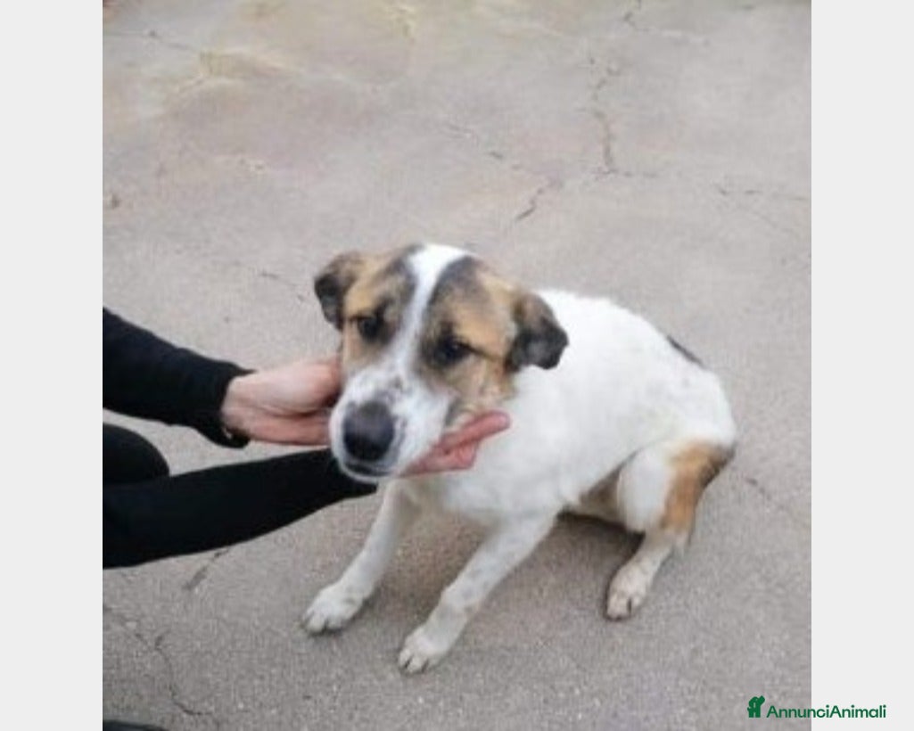 Meticcio cani 4anni da 2chiuso in canile ..si lascia andare!!SUD - Annuncio 20