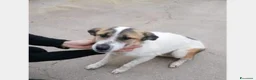 Meticcio cani in regalo: 4anni da 2chiuso in canile ..si lascia andare!!SUD a Milano - Annuncio 1