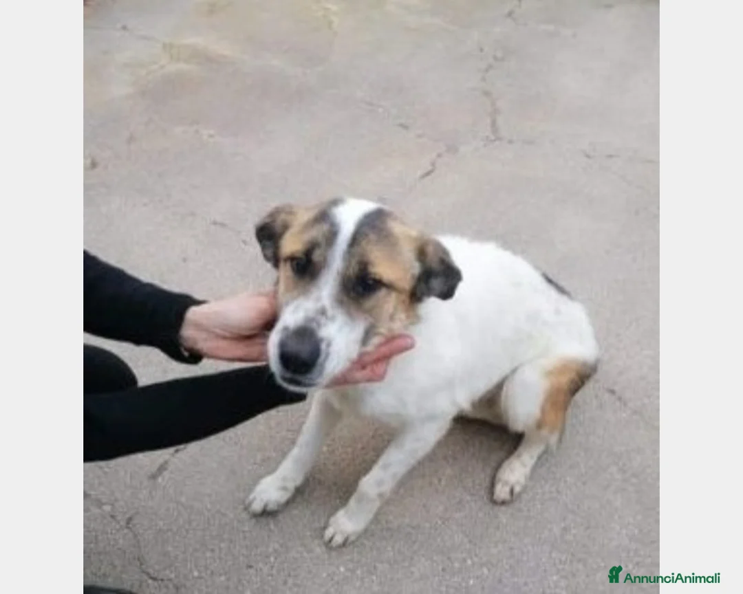 Meticcio cani in regalo: 4anni da 2chiuso in canile ..si lascia andare!!SUD a Milano - Annuncio 1