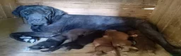 Cane Corso cani in vendita: Vendesi cuccioli cane corso  a Provincia di Frosinone - Annuncio 3