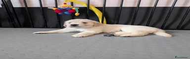 Golden Retriever 3