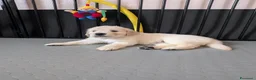 Golden Retriever cani in vendita: Cuccioli di Golden Retriever - Annuncio 7